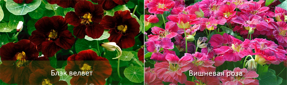 Εξωτικές ποικιλίες μπαχαρικών Ποικιλίες μικρού μπακαλιάρου