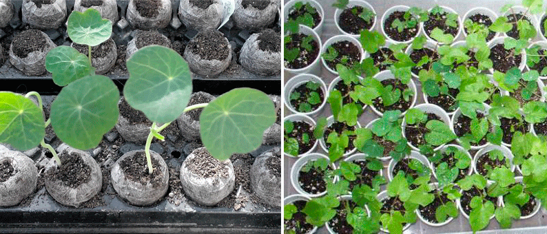 Разсад от латинка