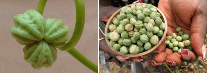 Семена от латинка