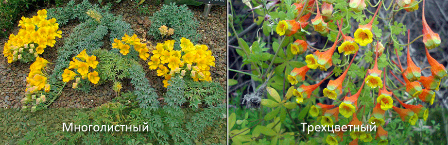 Τρίχρωμο και πολύφυλλο νάστουρτιο Ποικιλίες ασπιδοφόρου νάστουρτιου