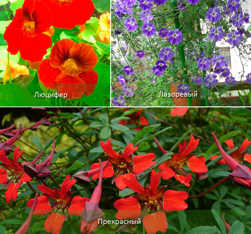Λούσιφερ και άλλες ποικιλίες νάστουρτιού Ποικιλίες Ναστουρτίου