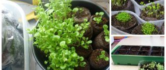 Бране на лобелия