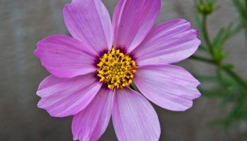 Космос сензация