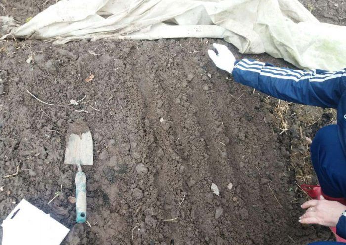 Засаждане на магданоз в бразди