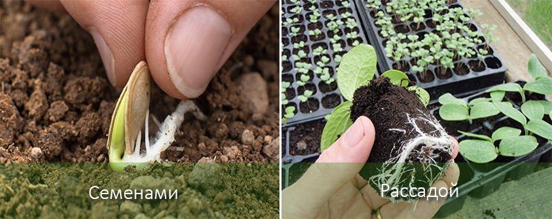 Характеристики на кацане Ананасова тиква