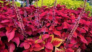 Колеус и грижи за него