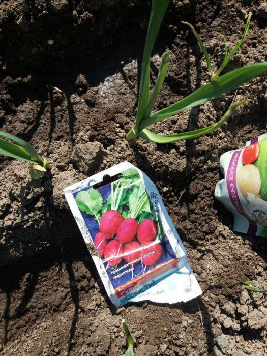 Семена от репички