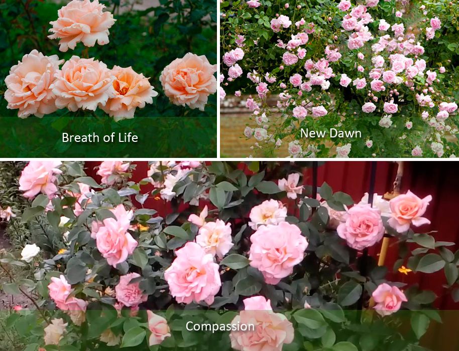 Група катерачи Пълзящи рози с многократен цъфтеж