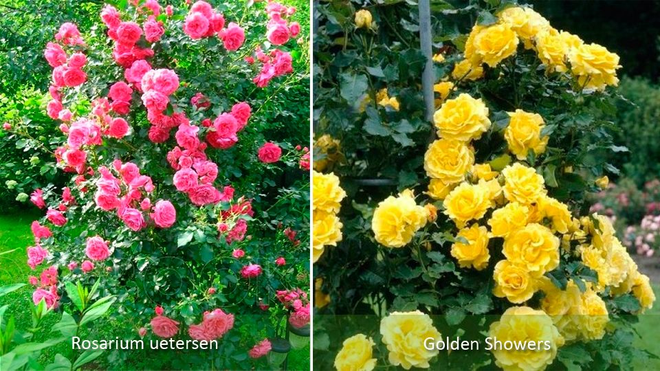 Повторно цъфтящи рози Сортове рози от къпина