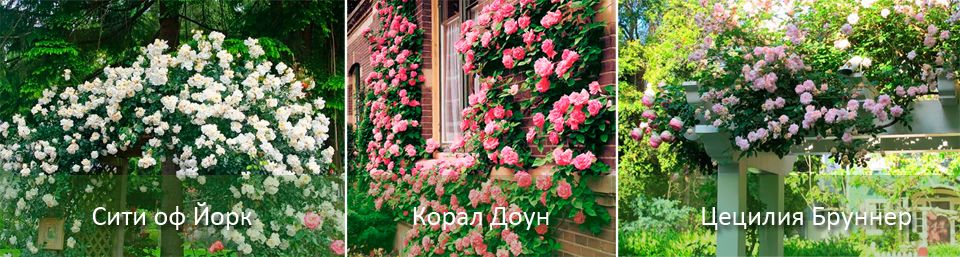 Устойчиви на замръзване сортове Катерливи рози