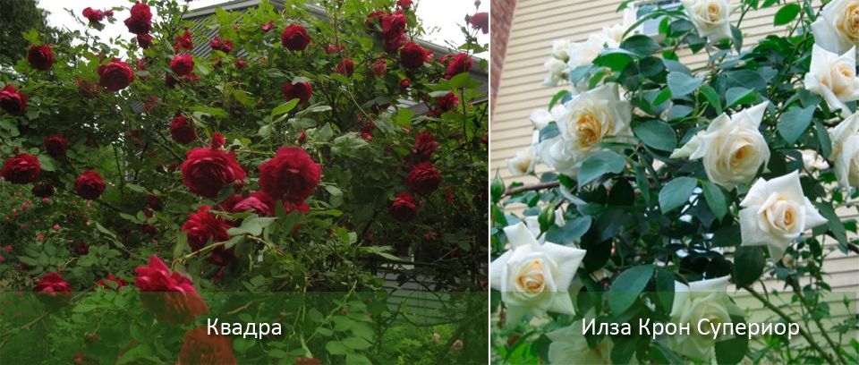 Два сорта от групата на кордесите Рози Кордес