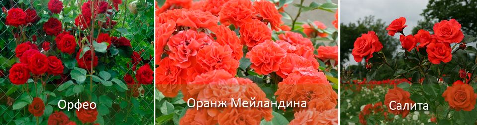 Сортове червени рози Орфео, Салита Сортове червени рози