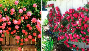 Плетеща роза