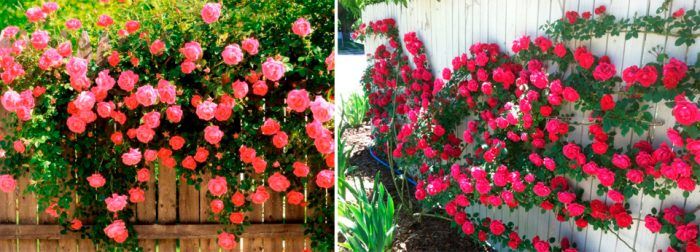 Плетеща роза