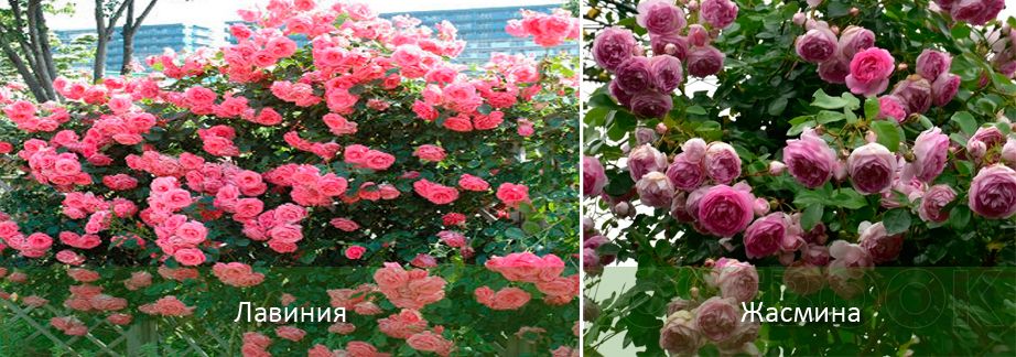 Лавиния и Жасмин Сортове розови рози
