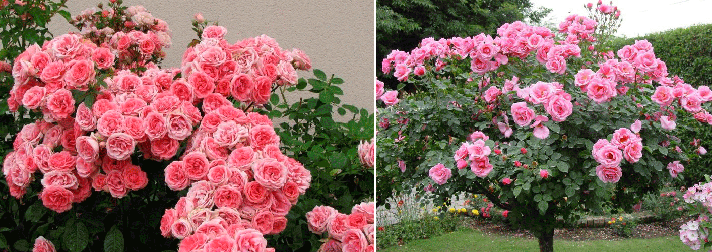 Можете да отглеждате розово дърво Рози Флорибунда