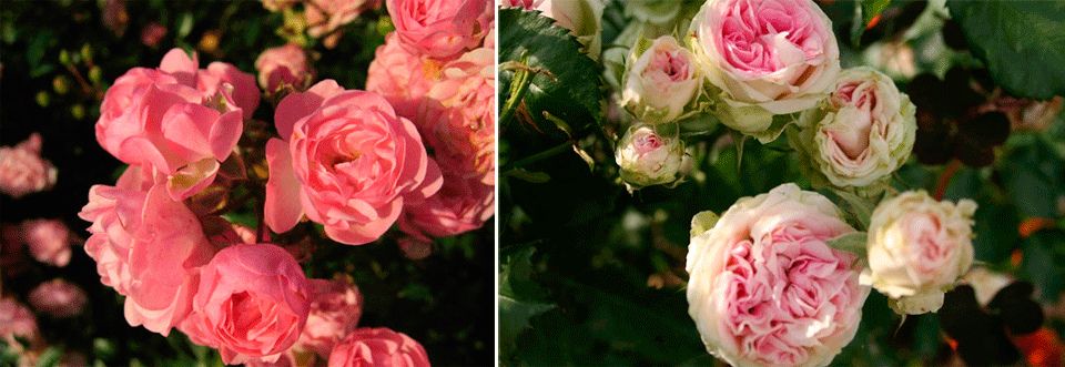 Непретенциозни деликатни пъпки Френски рози