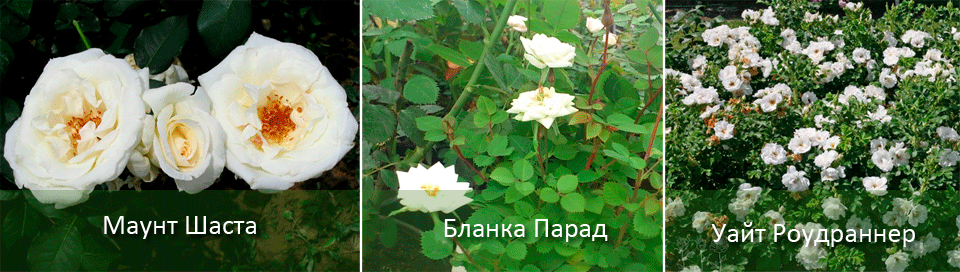 Сортове бели храстови рози Бели рози