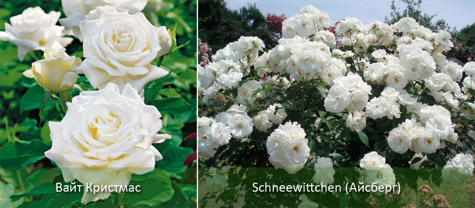 Айсберг и бяла Коледа Снежнобели рози