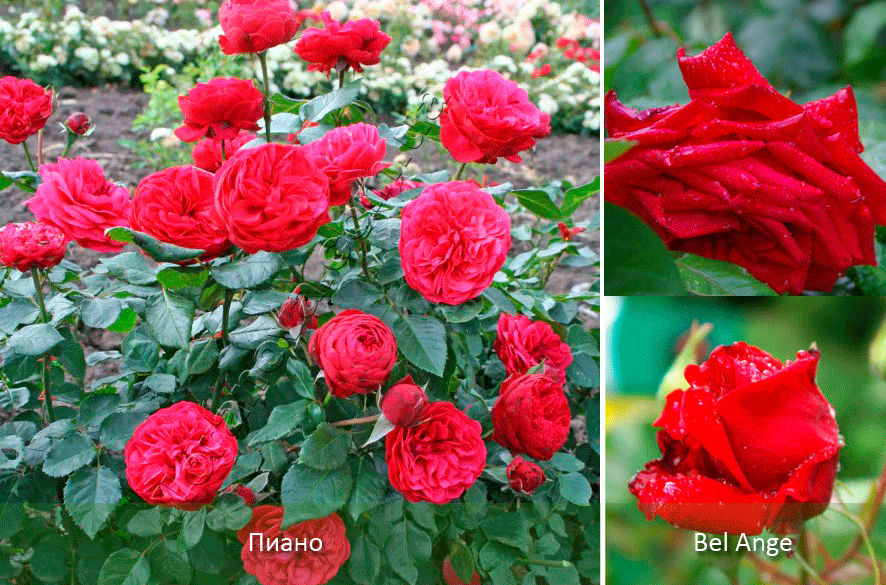 Двойни и гладки цветове Червен кървав храст