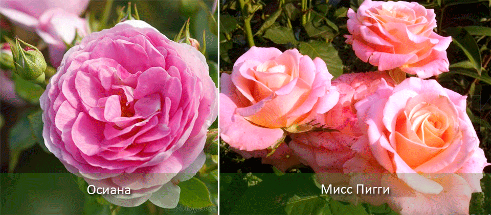 Нежни цветя Розови рози