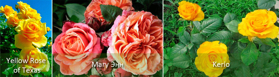 Жълто и неговите нюанси върху храстовидните рози Жълти рози