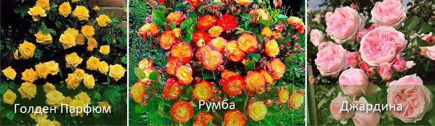 Сортове, изискващи внимателна грижа Дългоцъфтящи сортове рози