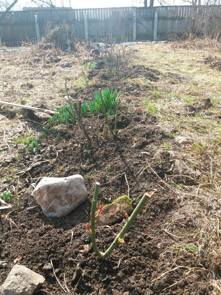 Рози през пролетта Рози след зимата