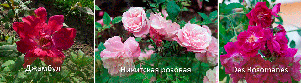 Три разновидности Вечноплодни рози