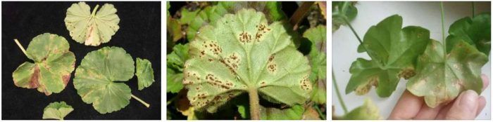 Ръжда по листата