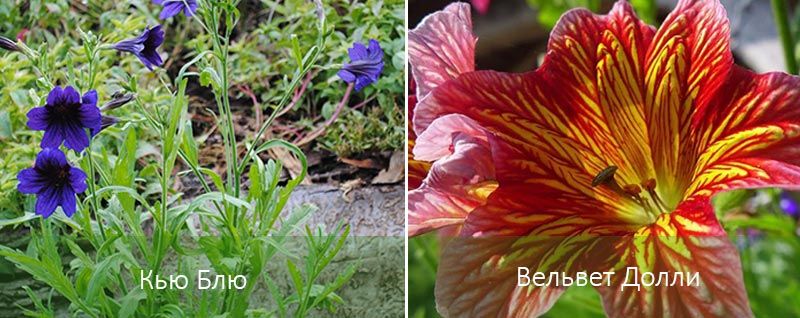 Q Μπλε και Βελούδινη Κουκλίτσα Ποικιλίες σαλπιγγλώσης
