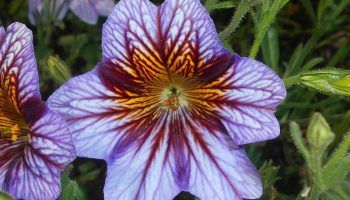 Салпиглосис