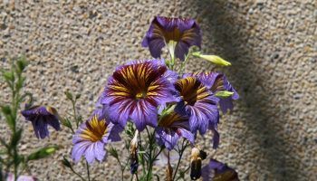 Салпиглосис от семена