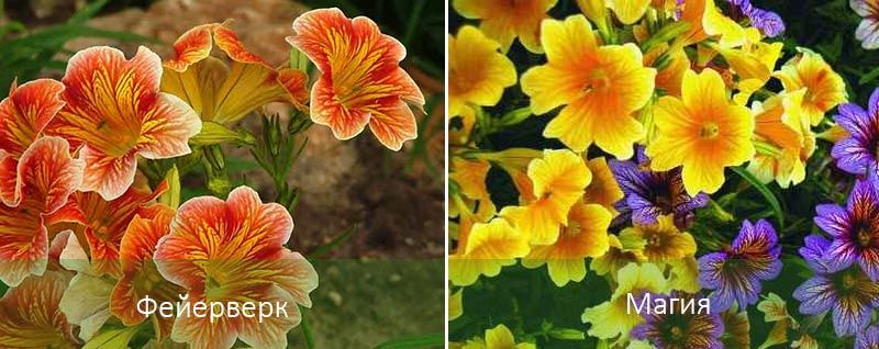 Πυροτεχνήματα και Μαγεία Δημοφιλείς ποικιλίες σαλπιγλώσσας