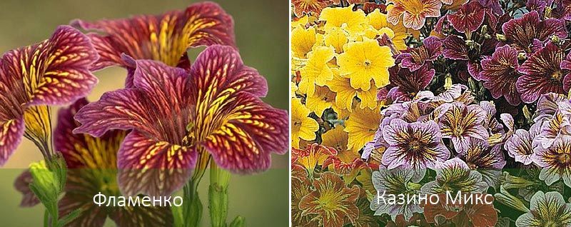 Φλαμένκο και Καζίνο Μείγμα Δύο ποικιλίες σαλπιγλώσσας