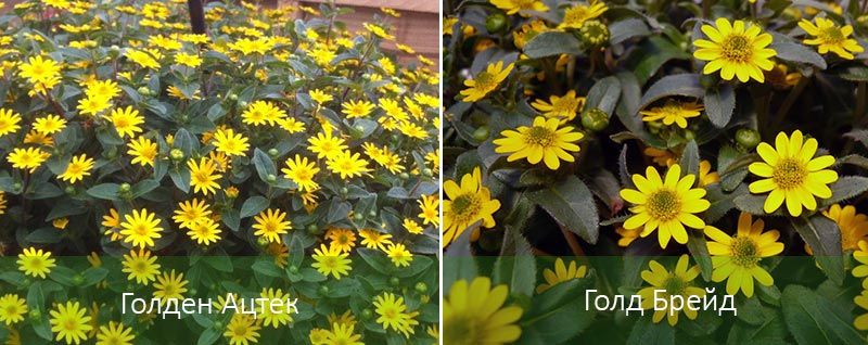 Χρυσή Αζτέκ και Χρυσή Πλεξούδα Ποικιλίες Sanvitalia