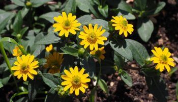 Санвиталия