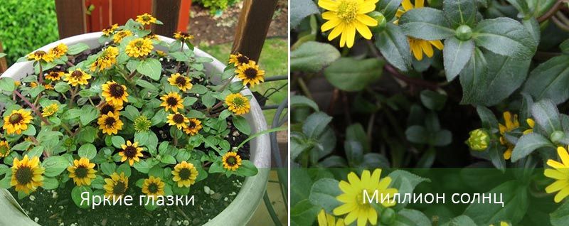 Λαμπερά Μάτια και Ένα Εκατομμύριο Ήλιοι Διαφορετικές ποικιλίες Sanvitalia