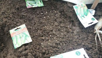 Семена в земята