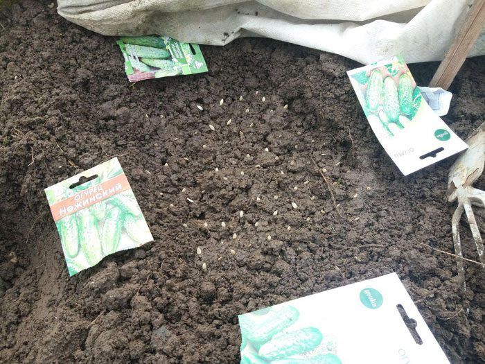 Семена в земята