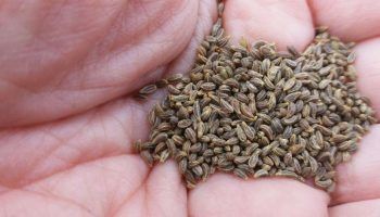 Семена от магданоз