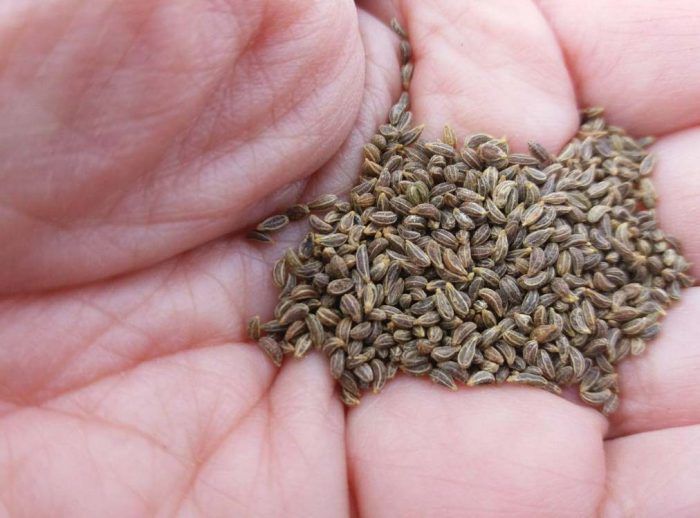 Семена от магданоз