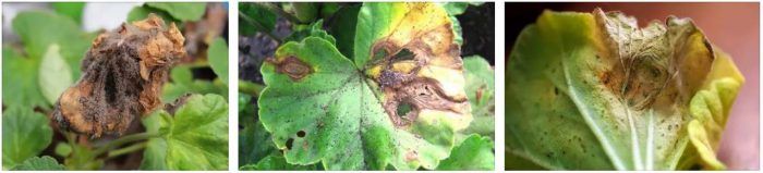 Сива плесен по пеларгония