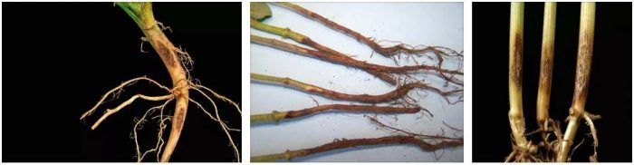 Ризоктониозно гниене на стъблото