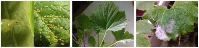 Листни въшки по здравец