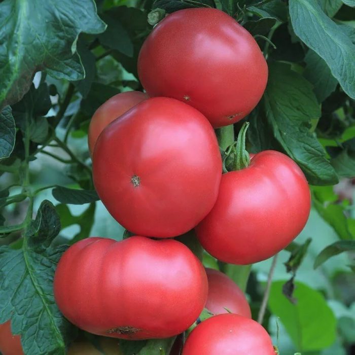 Букет домати сорт Голяма мечка