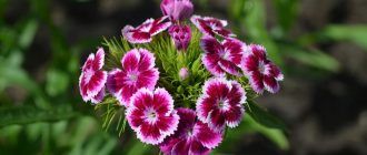 Турски карамфил