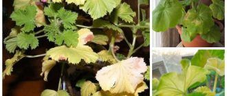 Жълти листа на здравец