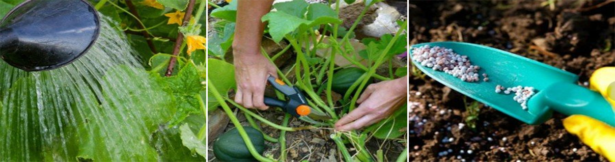 Инструкции за грижа за тиква с ананас Ананасова тиква