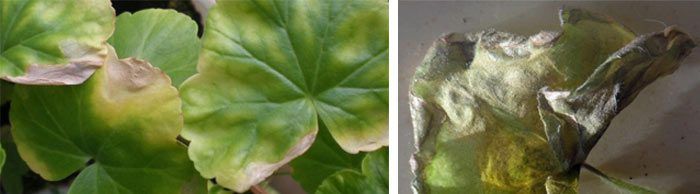 Вертицилиозно увяхване на пеларгония